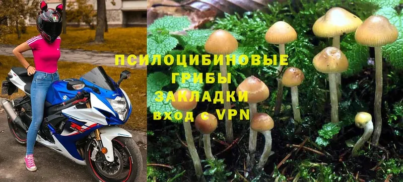 ссылка на мегу tor  Карпинск  Псилоцибиновые грибы Psilocybe  купить наркоту 